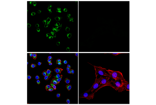 Immunofluorescence Image 1: ApoE (E7X2A) Rabbit mAb (BSA and Azide Free)