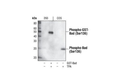 Western Blotting Image 1: Phospho-Bad (Ser136) (185D10) Rabbit mAb