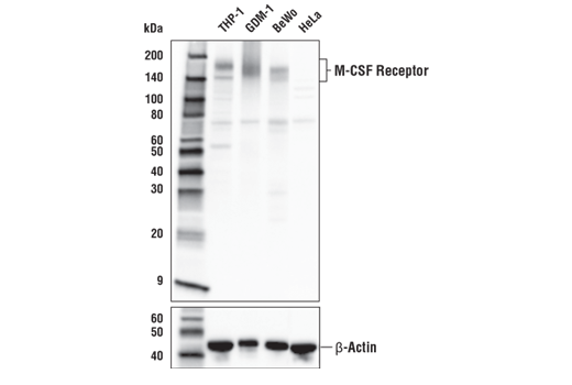 Western Blotting Image 1: CSF-1R/M-CSF-R (E4T8Z) Rabbit mAb