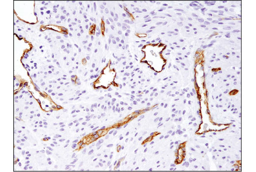 Immunohistochemistry Image 6: ABCG2 (D5V2K) XP<sup>®</sup> Rabbit mAb (BSA and Azide Free)