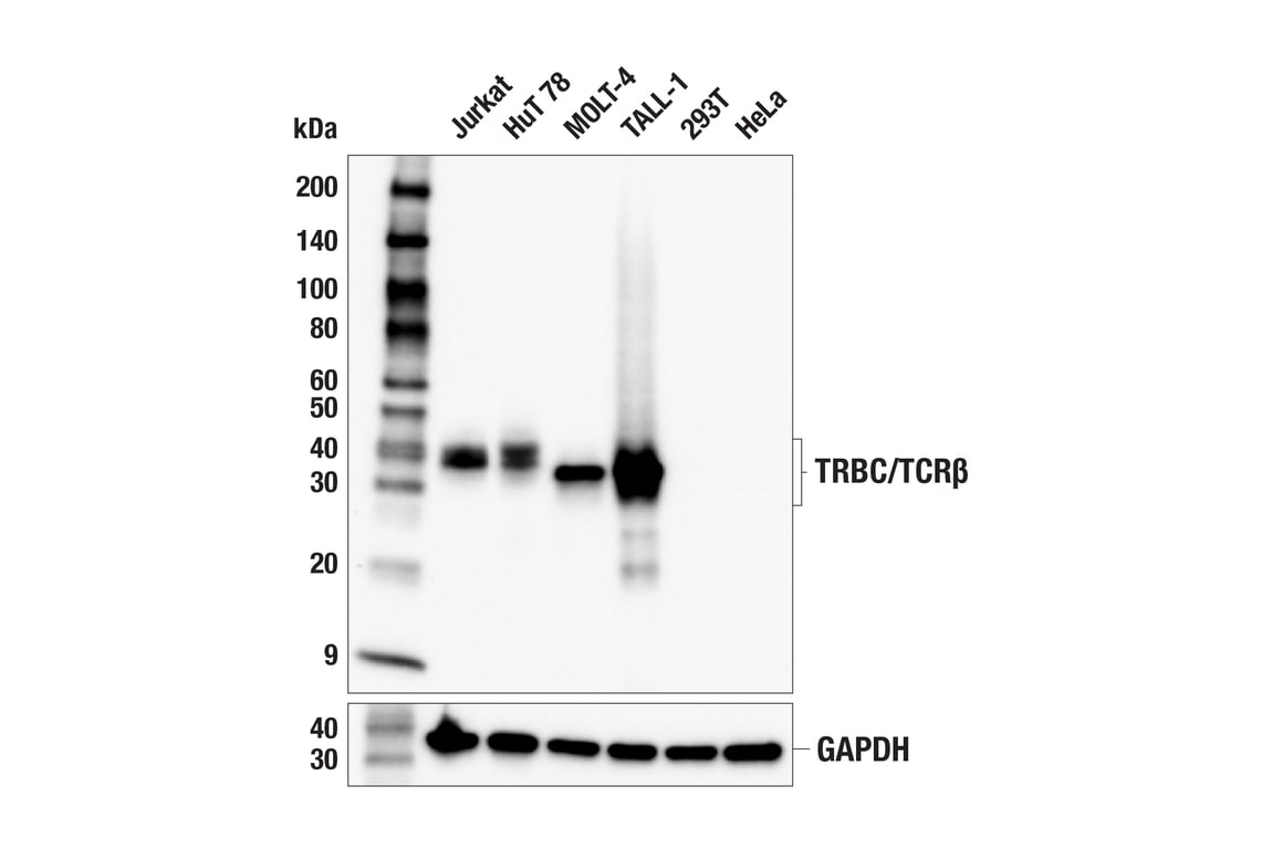 Western Blotting Image 1: TRBC/TCRβ (E9I1S) Rabbit mAb