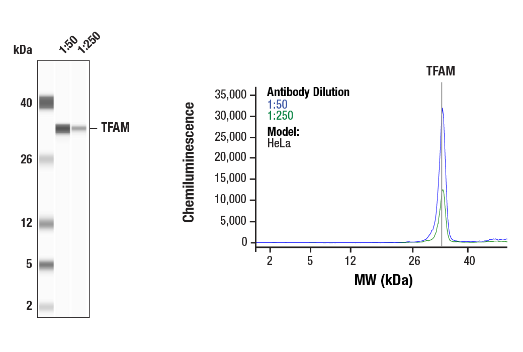 Western Blotting Image 1: TFAM (D5C8) Rabbit mAb