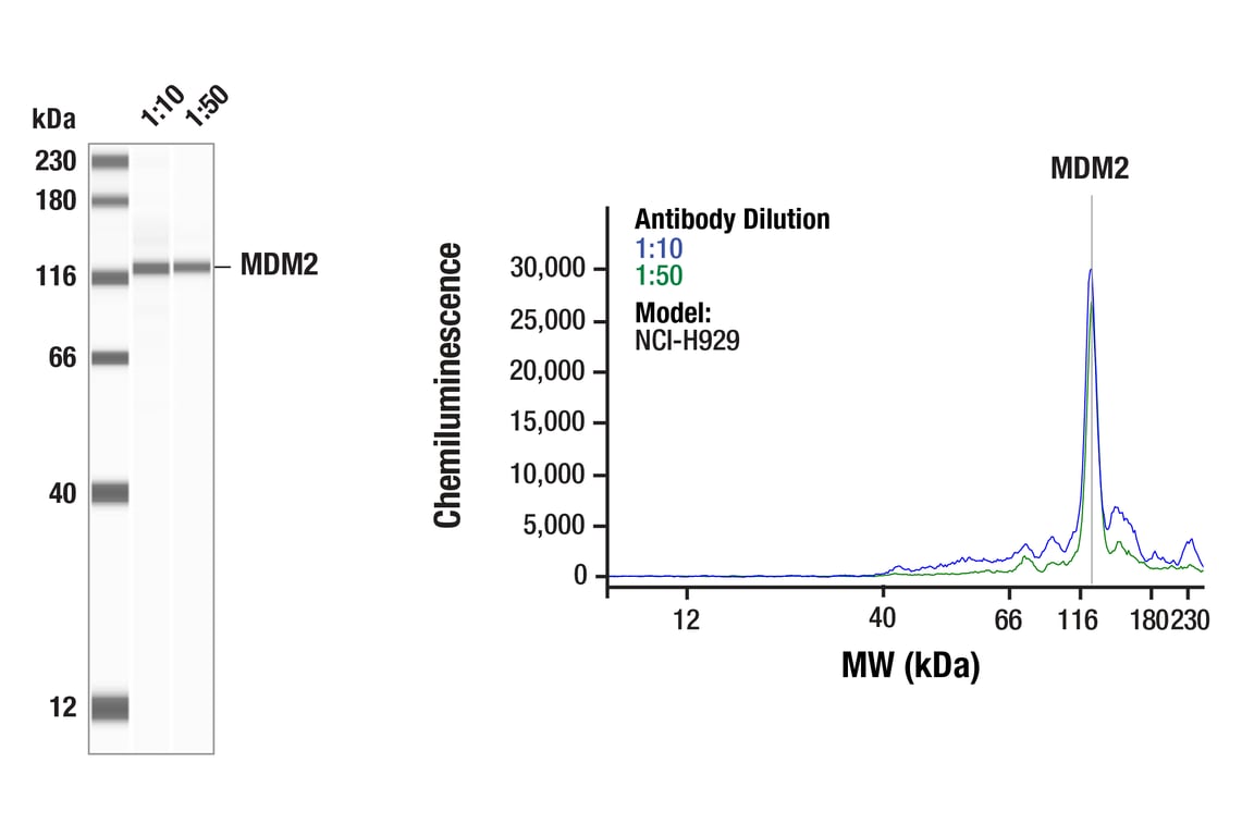 Western Blotting Image 1: MDM2 (E3G5I) Rabbit mAb