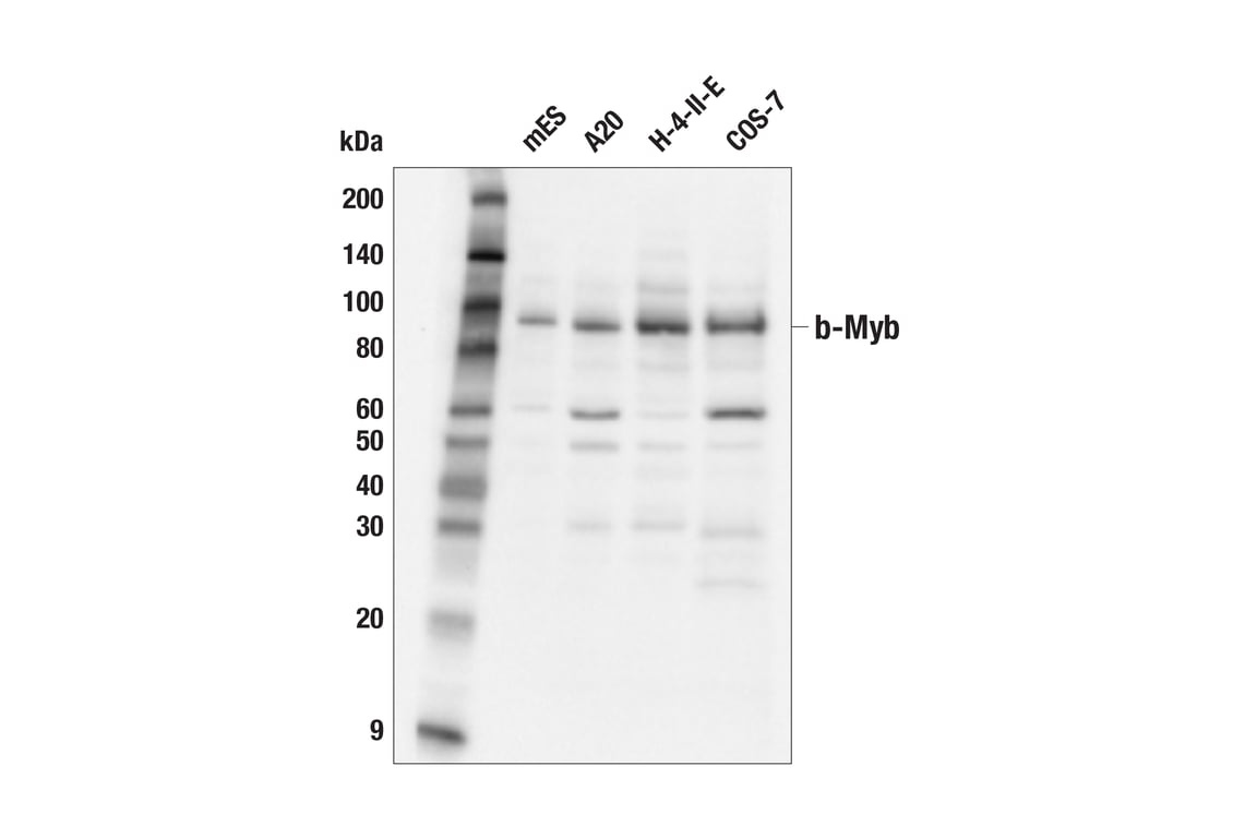 Western Blotting Image 2: b-Myb (F9W2M) Rabbit mAb