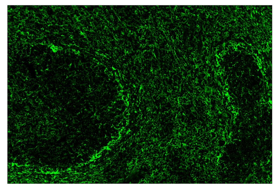 Immunohistochemistry Image 2: CD86 (E5W6H) & CO-0051-488 SignalStar<sup>™</sup> Oligo-Antibody Pair