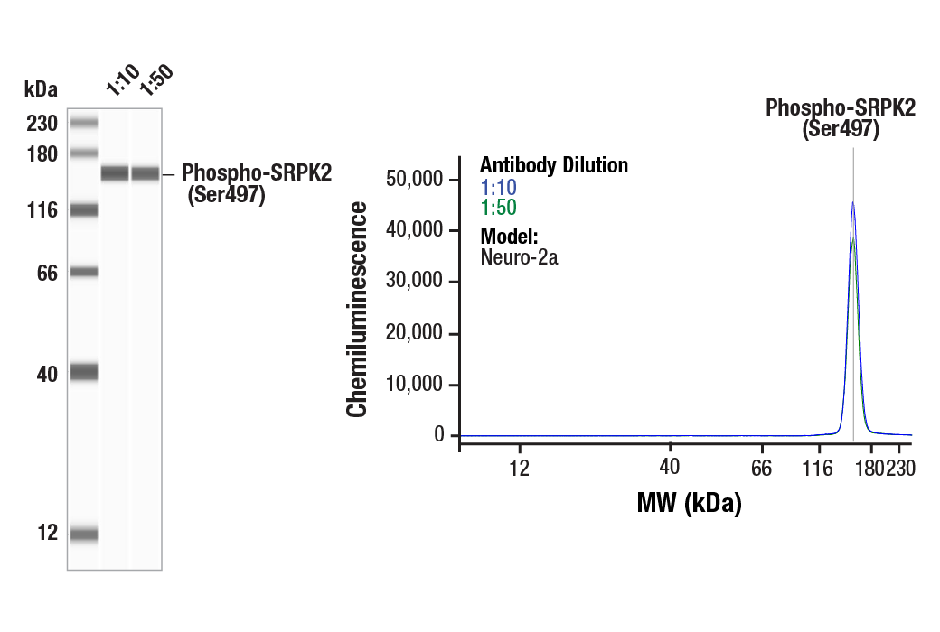 Western Blotting Image 1: Phospho-SRPK2 (Ser497) (E5T6B) Rabbit mAb