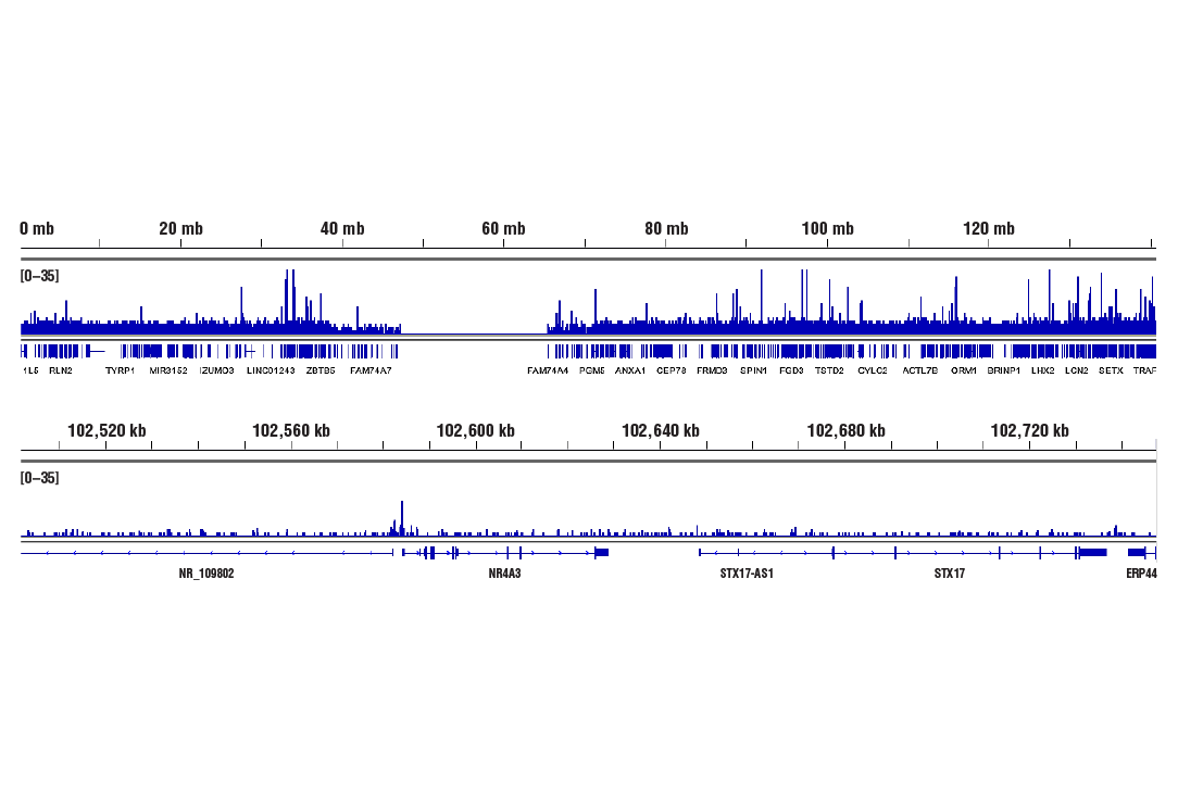 undefined Image 25: PhosphoPlus<sup>®</sup> CREB (Ser133) Antibody Duet