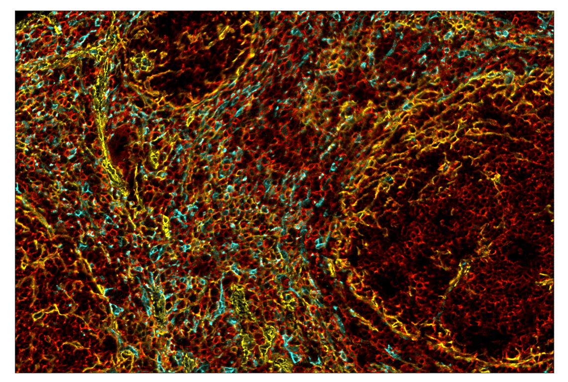 Immunohistochemistry Image 2: CD44 (E7K2Y) & CO-0030-750 SignalStar<sup>™</sup> Oligo-Antibody Pair