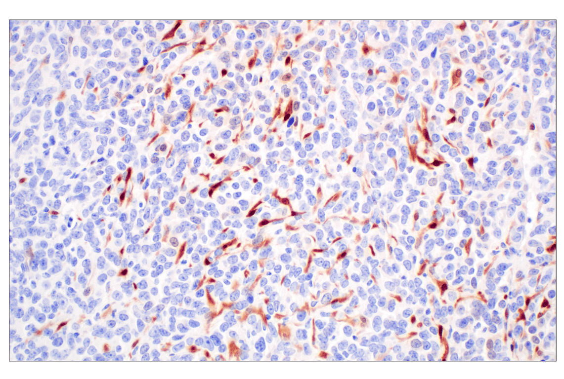 Immunohistochemistry Image 5: Phospho-p44/42 MAPK (Erk1/2) (Thr202/Tyr204) (D13.14.4E) XP<sup>®</sup> Rabbit mAb