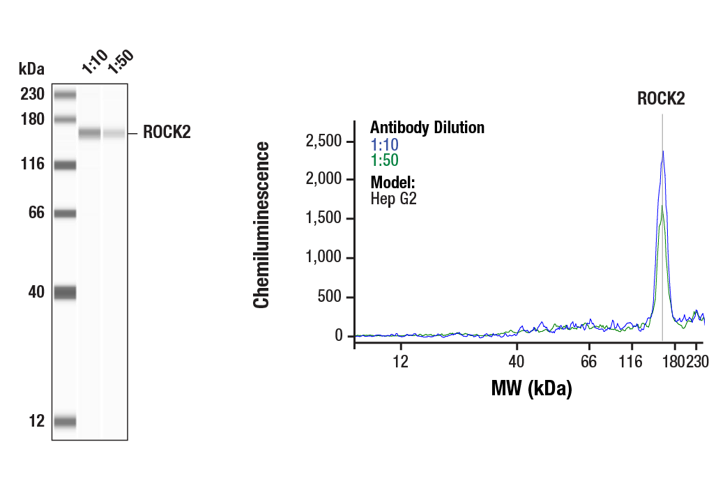 Western Blotting Image 1: ROCK2 (E5T5P) Rabbit mAb