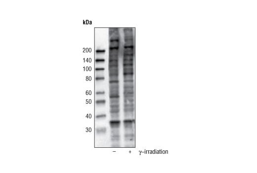 Western Blotting Image 1: Phospho-(Ser/Thr) ATM/ATR Substrate (4F7) Rabbit mAb