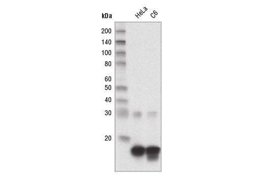 Western Blotting Image 1: Di-Methyl-Histone H3 (Lys27) (D18C8) XP<sup>®</sup> Rabbit mAb (HRP Conjugate)