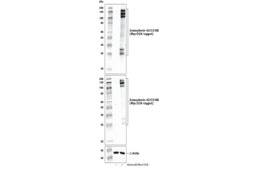 Western Blotting Image 1: Semaphorin-4D/CD100 (E5C3B) XP<sup>®</sup> Rabbit mAb