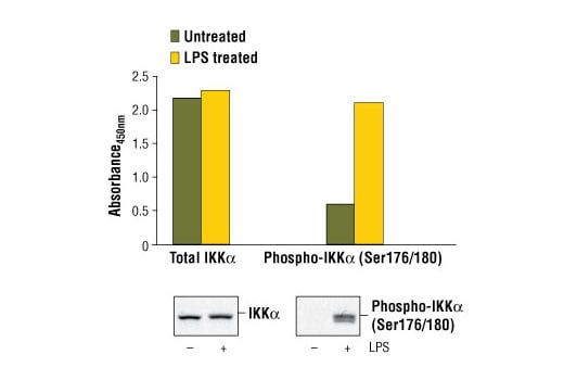 ELISA Image 1: PathScan<sup>®</sup> Phospho-IKKα (Ser176/180) Sandwich ELISA Kit