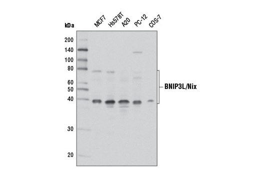 Western Blotting Image 2: BNIP3L/Nix (D4R4B) Rabbit mAb