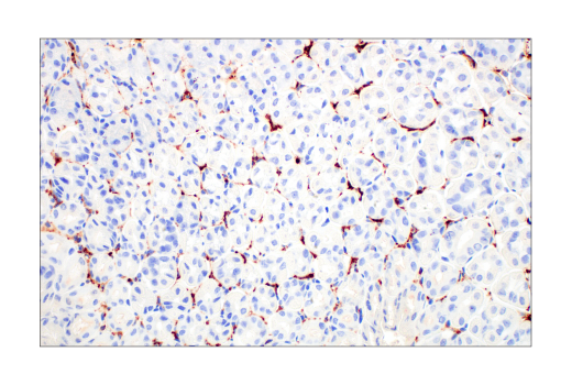 Immunohistochemistry Image 3: CD206/MRC1 (E6T5J) XP<sup>®</sup> Rabbit mAb (BSA and Azide Free)