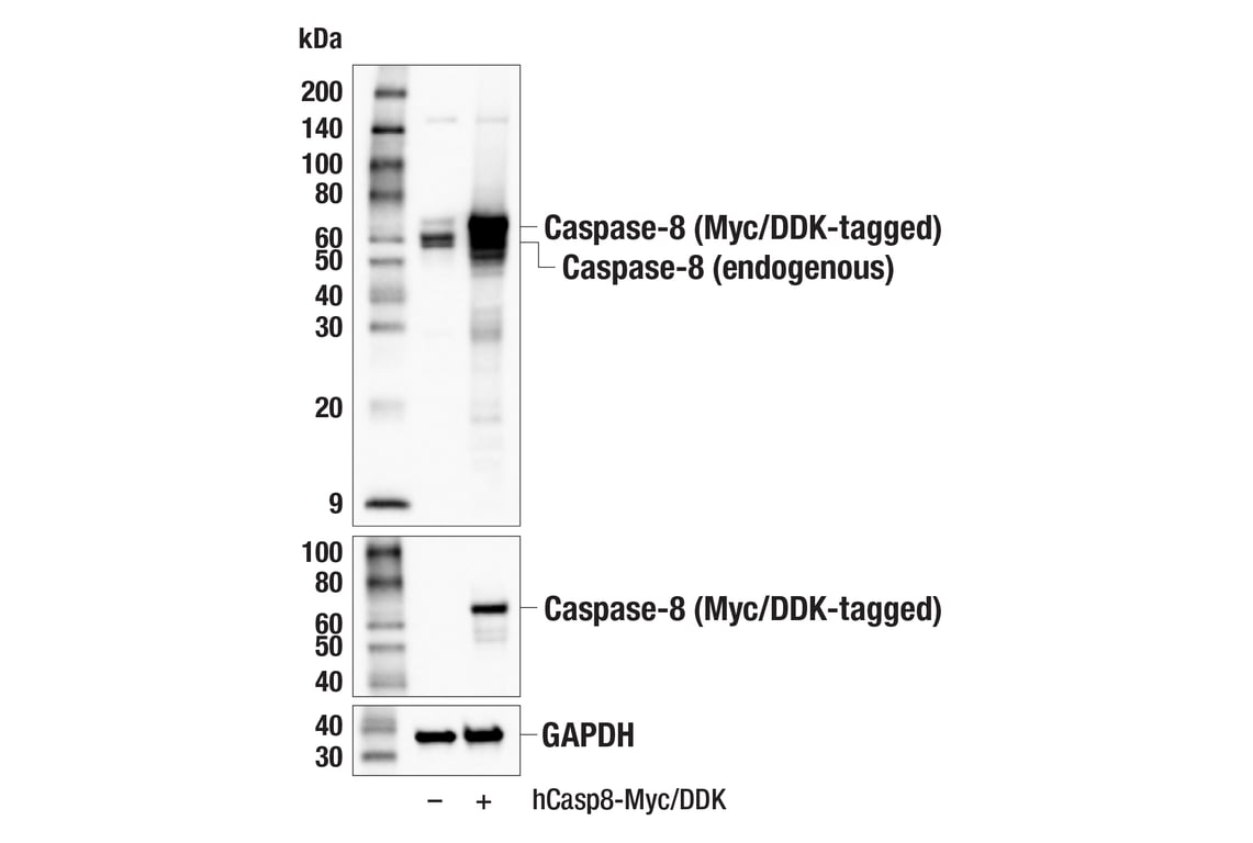 Western Blotting Image 5: Caspase-8 (F5K9P) Rabbit mAb (BSA and Azide Free)