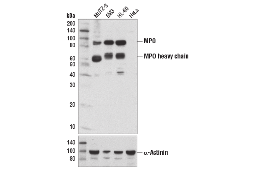 Western Blotting Image 1: Myeloperoxidase (E1E7I) XP<sup>®</sup> Rabbit mAb (BSA and Azide Free)