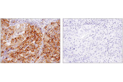 undefined Image 37: Host Cell Viral Restriction Factor Antibody Sampler Kit