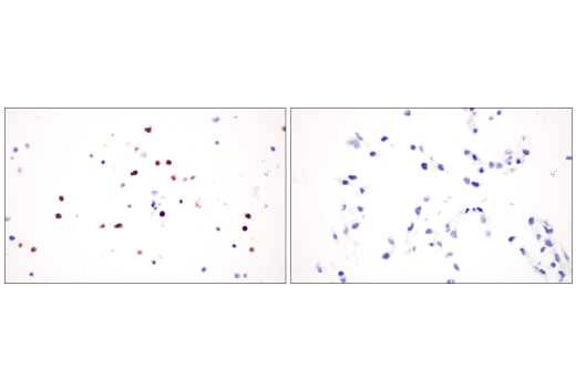 Immunohistochemistry Image 8: CD177 (E1V7N) Rabbit mAb