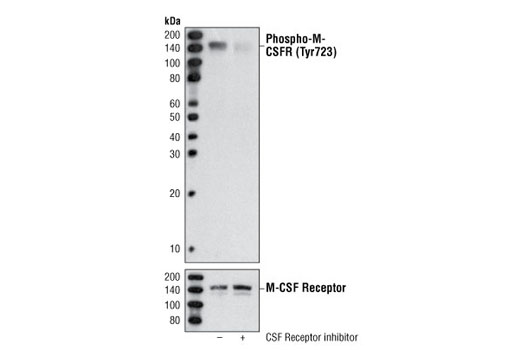 Western Blotting Image 1: Phospho-CSF-1R/M-CSF-R (Tyr723) (49C10) Rabbit mAb (BSA and Azide Free)