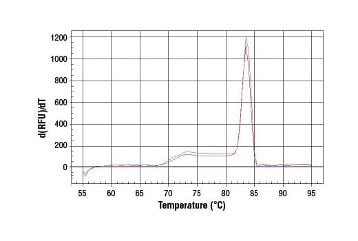 Chromatin Immunoprecipitation Image 1: SimpleChIP<sup>®</sup> Mouse HoxA1 Promoter Primers