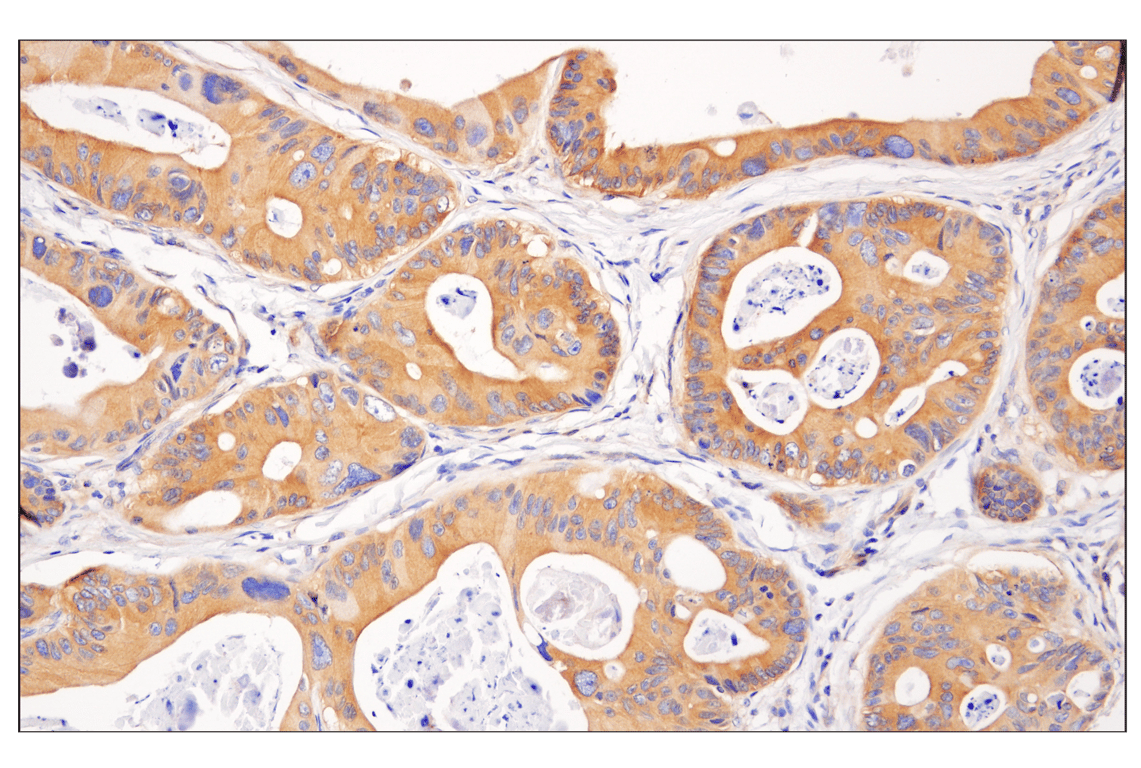 Immunohistochemistry Image 1: Phospho-AMPKα (Thr172) (40H9) Rabbit mAb