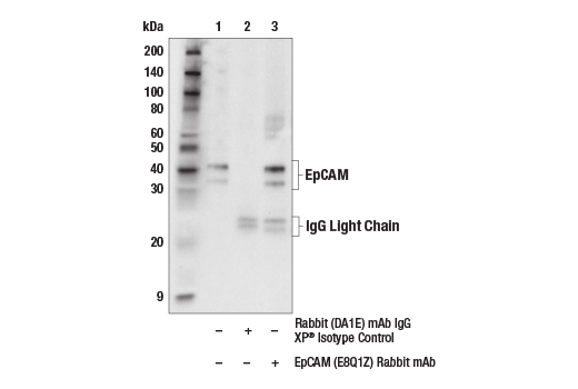 Immunoprecipitation Image 1: EpCAM (E8Q1Z) Rabbit mAb