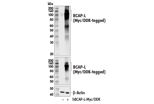 Western Blotting Image 2: BCAP (E1U9X) Rabbit mAb