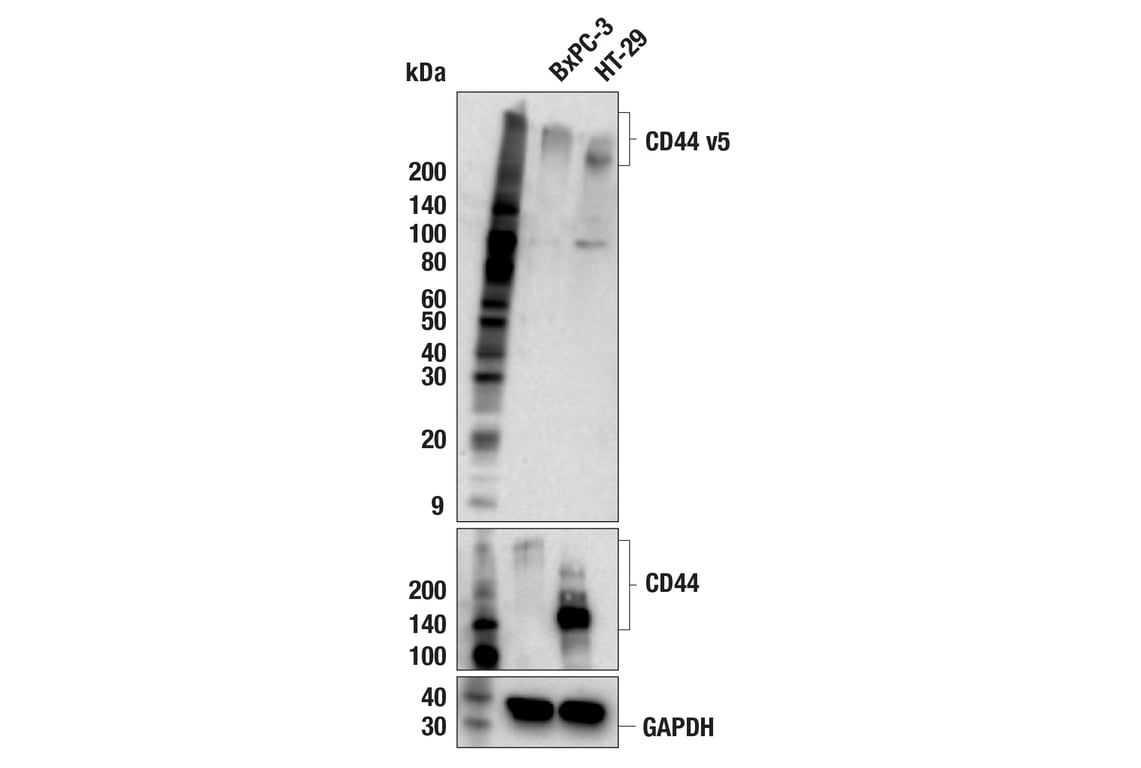 Western Blotting Image 2: CD44 v5 (C44Mab-3) Mouse mAb