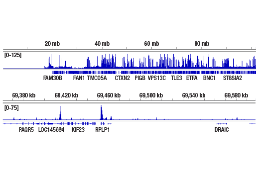 CUT & RUN Image 2: POU2F3 (E5N2D) XP<sup>®</sup> Rabbit mAb