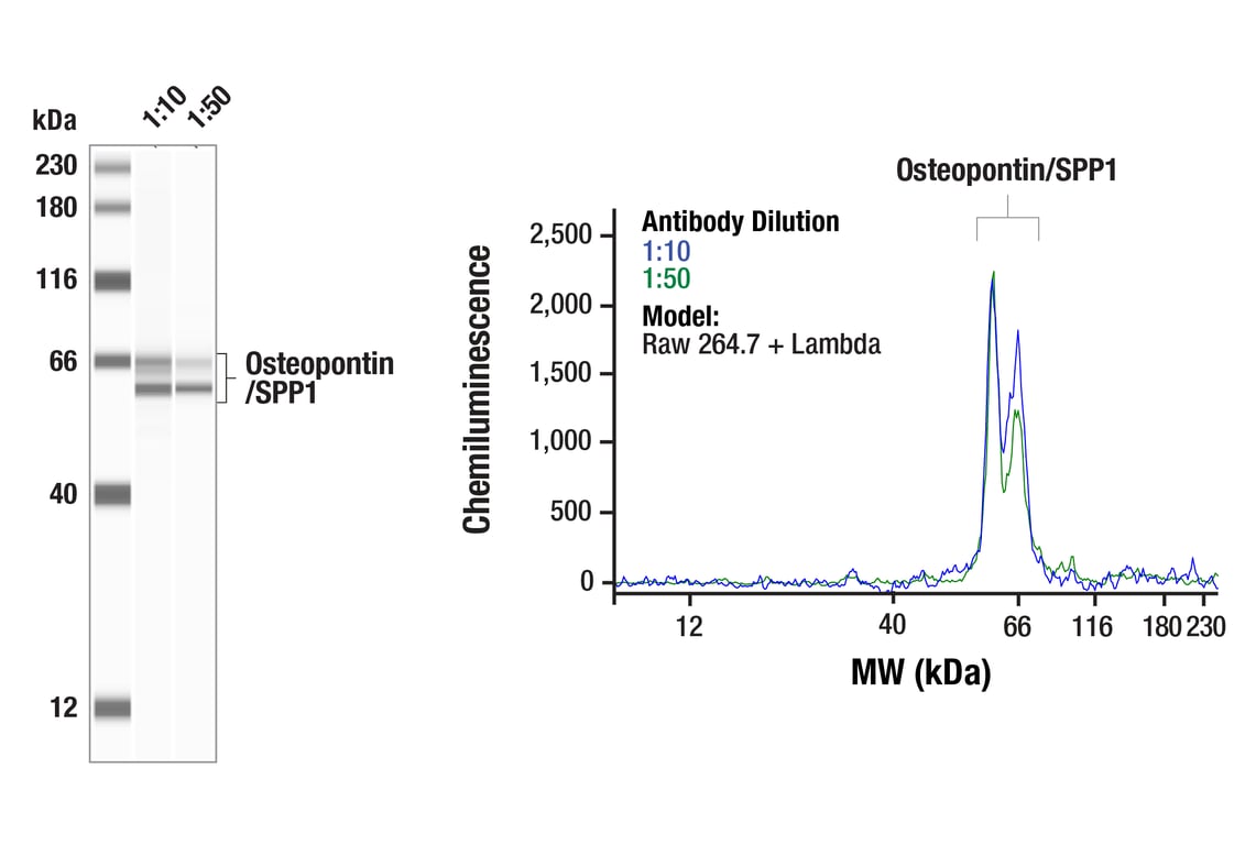 Western Blotting Image 1: Osteopontin/SPP1 (E9Z1D) Rabbit mAb