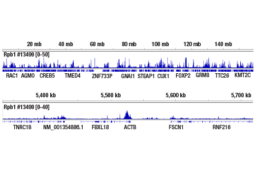 undefined Image 3: DNA Library Prep Kit for Illumina Systems (ChIP-seq, CUT&RUN)