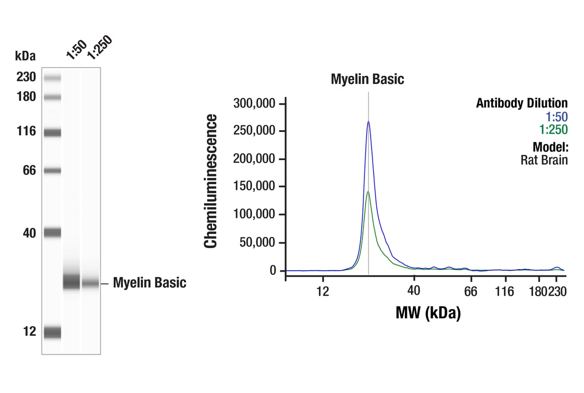 undefined Image 30: Demyelinating Disease Targets Antibody Sampler Kit