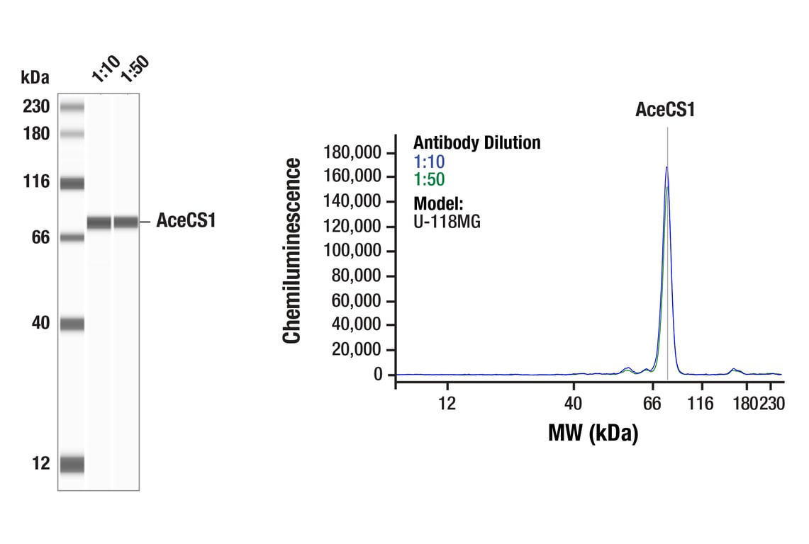 Western Blotting Image 1: AceCS1 (D19C6) Rabbit mAb