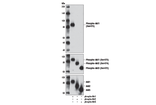 Western Blotting Image 2: Phospho-Akt1 (Ser473) (D7F10) XP<sup>®</sup> Rabbit mAb (BSA and Azide Free)