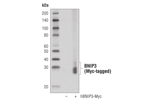Western Blotting Image 2: BNIP3 (D7U1T) Rabbit mAb