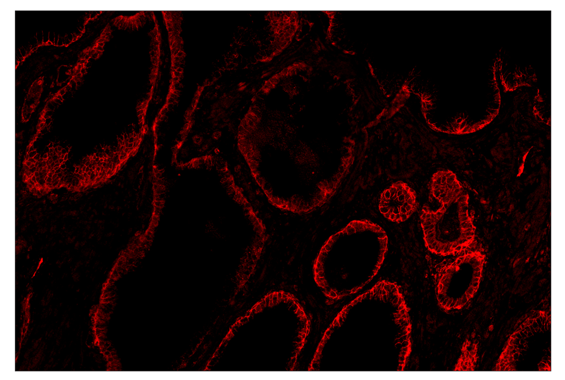 Immunohistochemistry Image 3: CD40 (D8W3N) & CO-0115-647 SignalStar<sup>™</sup> Oligo-Antibody Pair