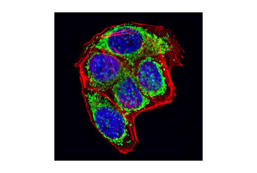 Immunofluorescence Image 1: Grp75 (D13H4) XP<sup>®</sup> Rabbit mAb (BSA and Azide Free)