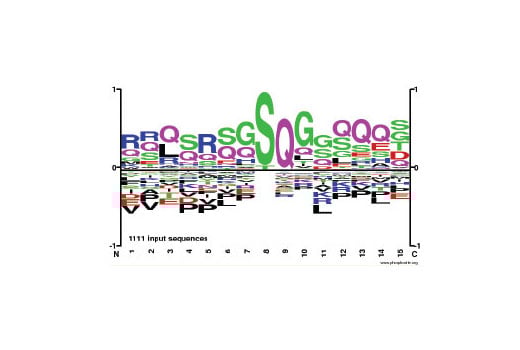 PTMScan Image 1: PTMScan<sup>®</sup> Phospho-ATM/ATR Substrate Motif [pSQ] Kit