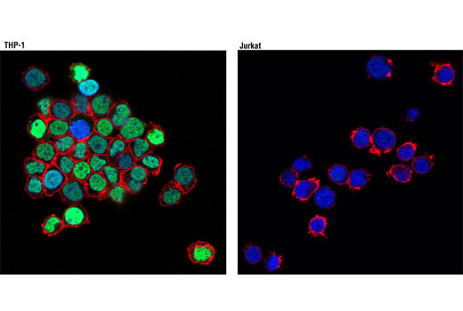 Immunofluorescence Image 1: C/EBPα (D56F10) XP<sup>®</sup> Rabbit mAb (BSA and Azide Free)