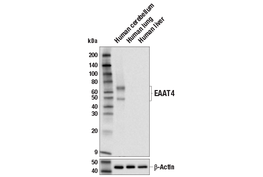Western Blotting Image 3: EAAT4 (E6E9I) Rabbit mAb