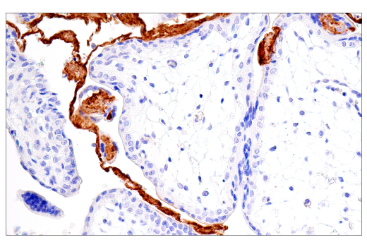 Immunohistochemistry Image 3: Fibrinogen gamma chain (E1U3Z) XP<sup>®</sup> Rabbit mAb