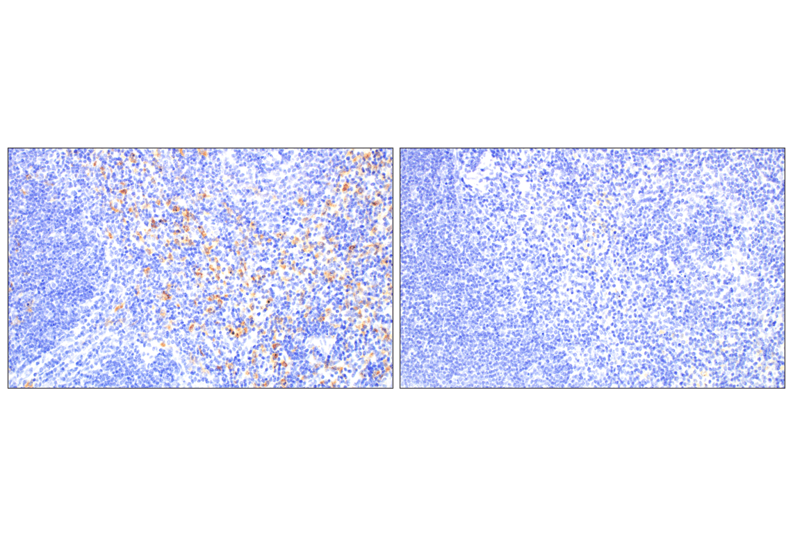 Immunohistochemistry Image 6: C1QB (E3U6X) Rabbit mAb