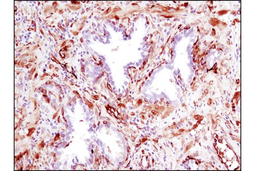 Immunohistochemistry Image 2: Phospho-HSP27 (Ser82) (D1H2F6) XP<sup>®</sup> Rabbit mAb (BSA and Azide Free)