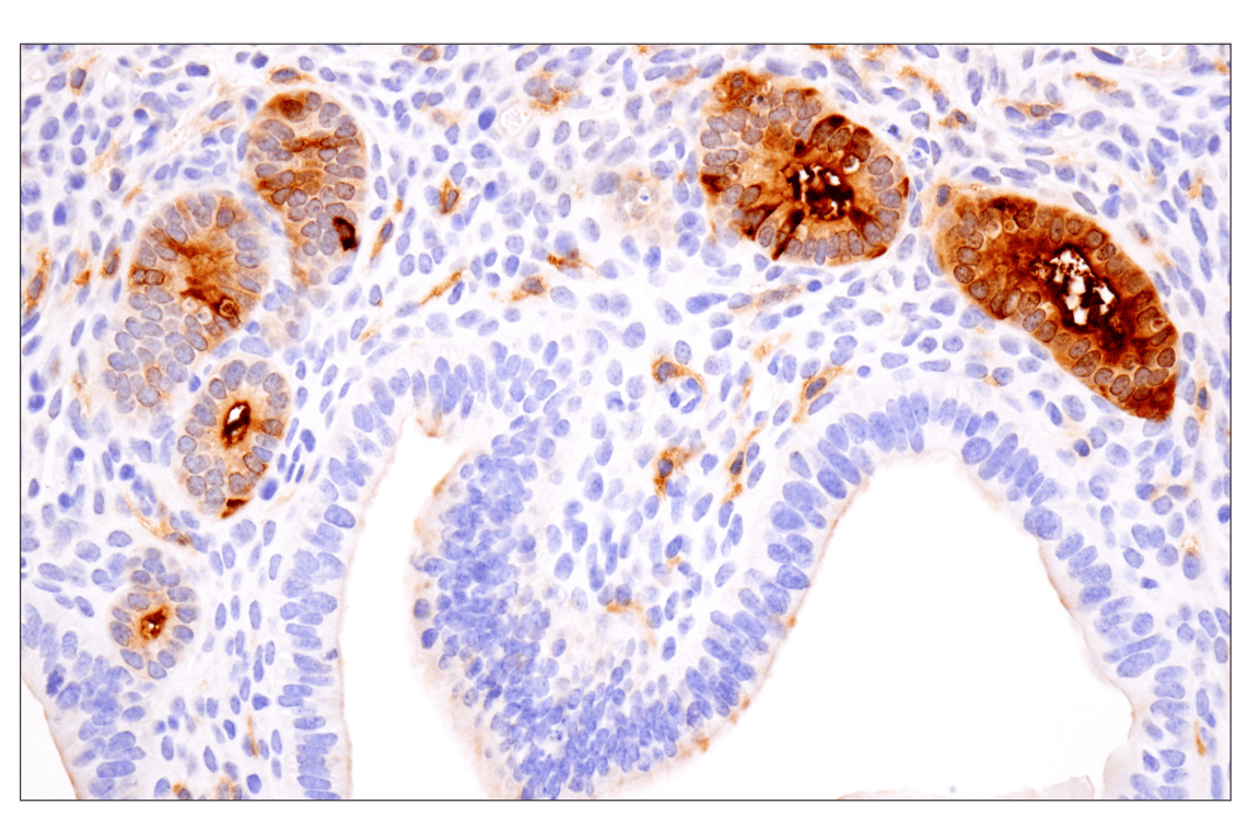 Immunohistochemistry Image 6: CD14 (D1U2Y) Rabbit mAb