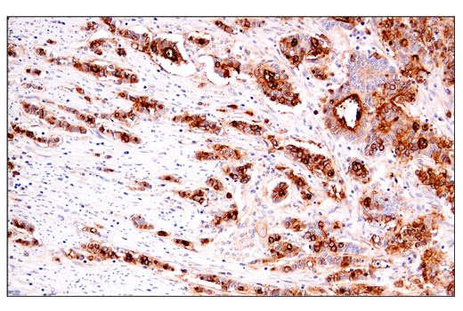 Immunohistochemistry Image 1: DAF/CD55 (E7G2U) XP<sup>®</sup> Rabbit mAb