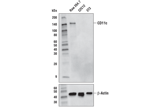 undefined Image 7: Mouse Reactive M1 vs M2 Macrophage IHC Antibody Sampler Kit