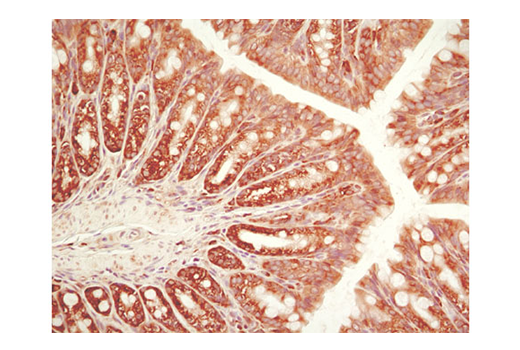 Immunohistochemistry Image 2: eIF2α (D7D3) XP<sup>®</sup> Rabbit mAb