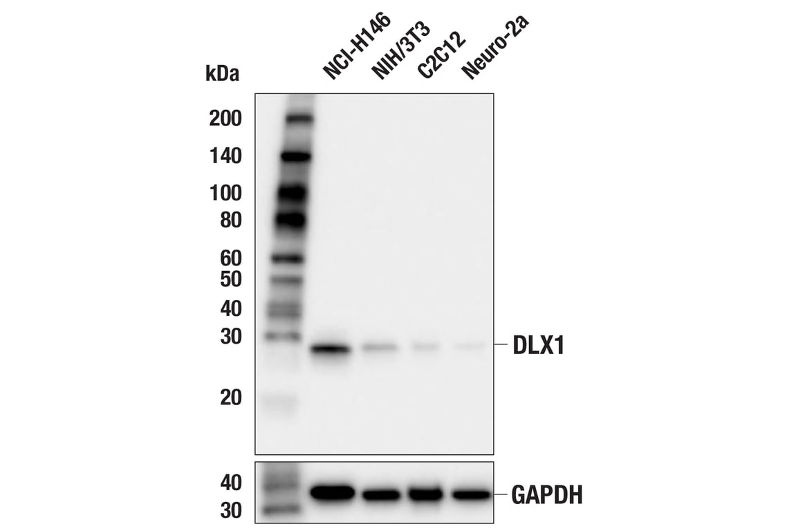 Western Blotting Image 1: DLX1 (E4T1L) Rabbit mAb